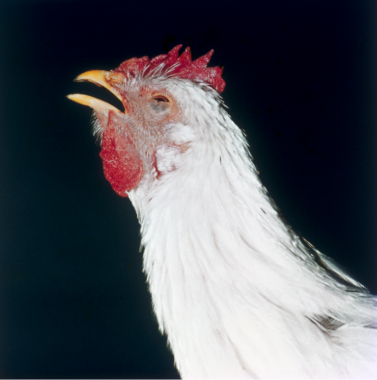 Les principales maladies des poules : symptômes, traitements et